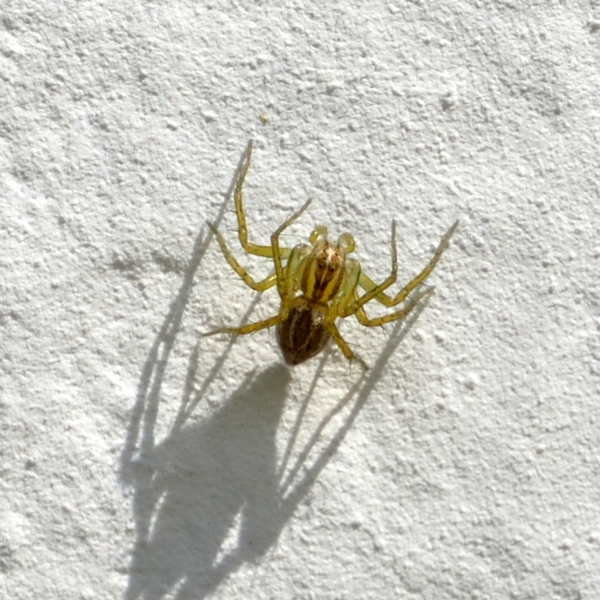 Oxyopes cf. lineatus - Moriago della Battaglia (TV)